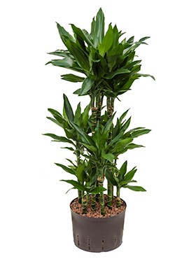 Dracaena janet lind 120cm