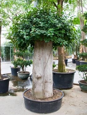 Ficus panda 270 cm