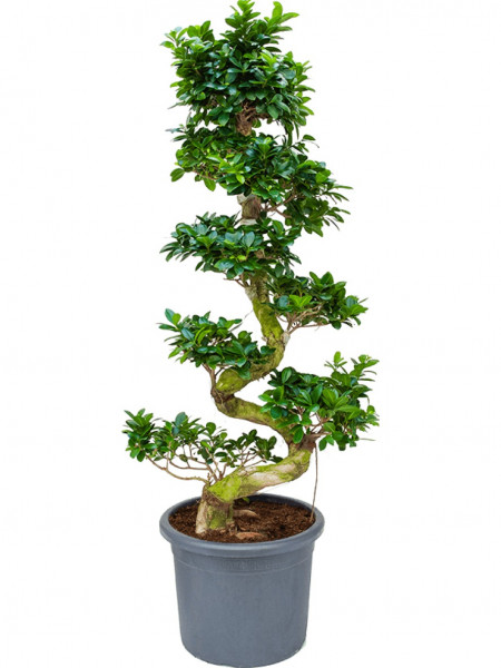 Ficus microcarpa compacta 170 cm - Stamm S