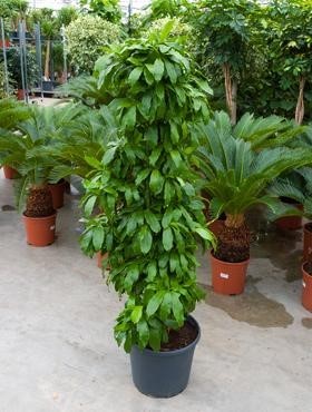 Dracaena pubescens 150 cm - Drachenbaum Busch