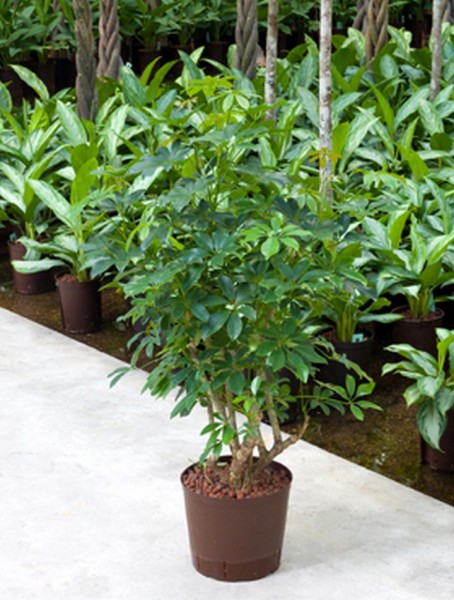 Schefflera arboricola 70cm 
