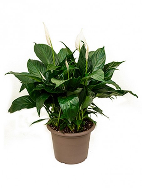 Spathiphyllum claudius 70 cm