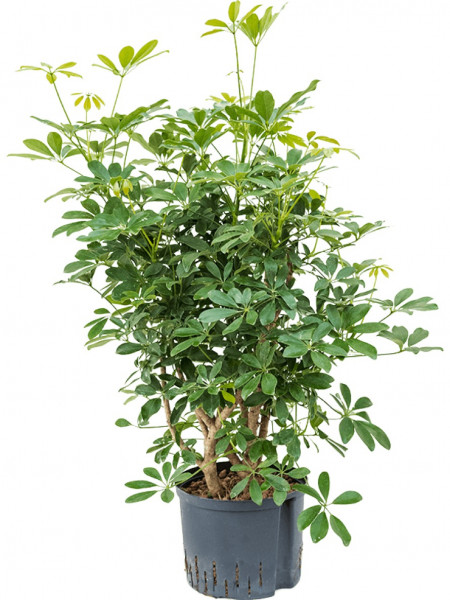 Schefflera arboricola verzweigt 80 cm - Strahlenaralie