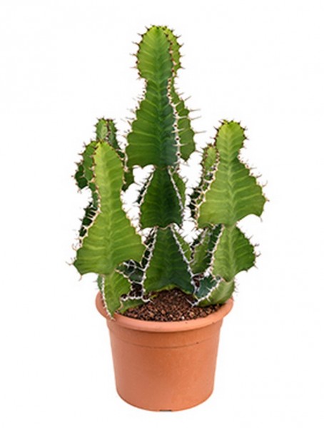 Euphorbia grandicornis 75 cm