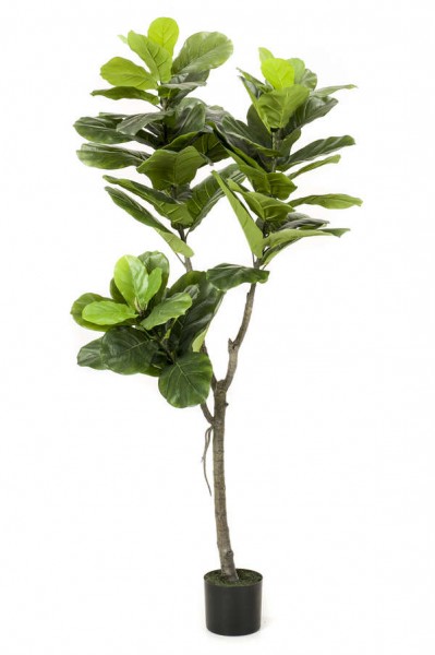 Ficus Lyrata - Feigen Kunstbaum 150 cm