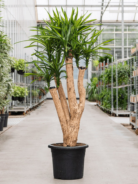 Dracaena riki - Drachenbaum verzweigt 140 cm