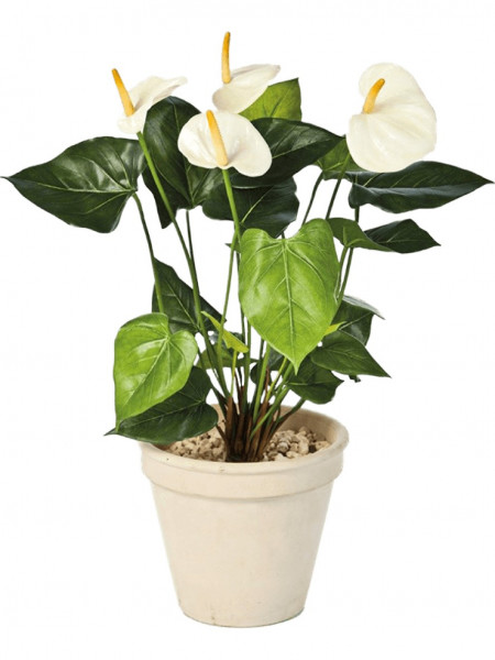 Anturium cremeweiß 56 cm - Kunstpflanze mit Topf