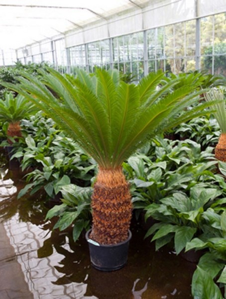 Cycas revoluta 160 cm