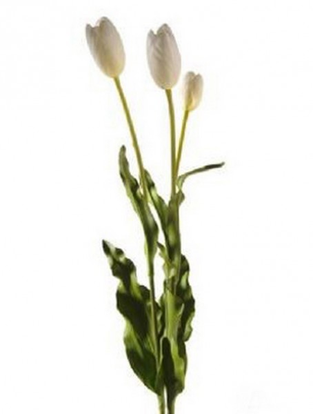Tulpe weiß 75 cm | Kunstblumen