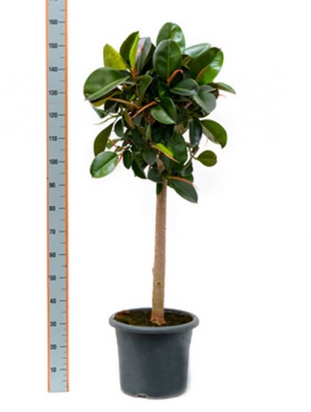 ficus-robusta-160-cm