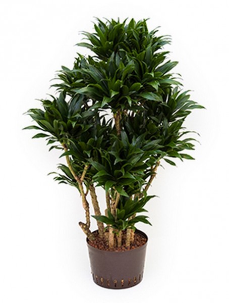 Dracaena compacta 120 cm Höhe