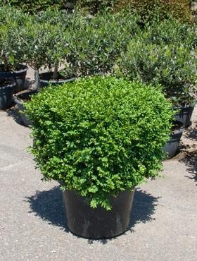 Buxus sempervirens 120 cm - Buchsbaum Kubus