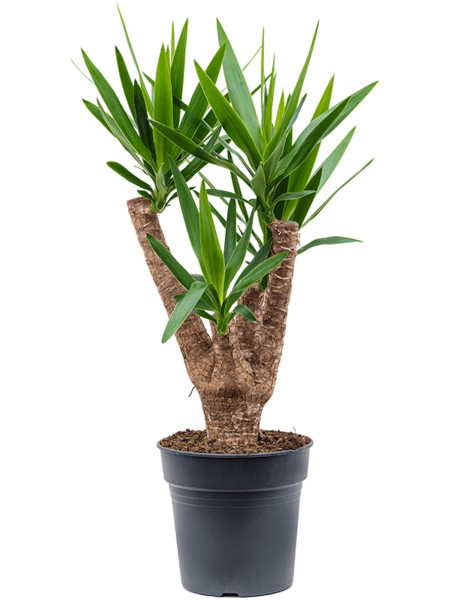  Yucca elephantipes verzweigt 90 cm