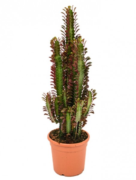 Euphorbia trigona rubra 80cm