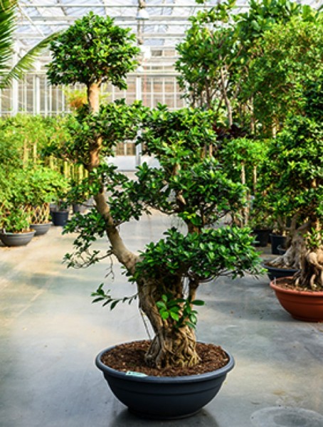 Ficus microcarpa compacta Bonsai 200-220 cm