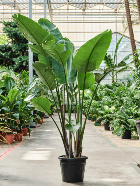 Strelitzia nicolai 220cm