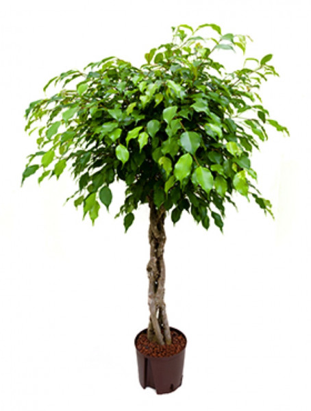 Ficus benjamina 120 cm | Birkenfeige geflochten
