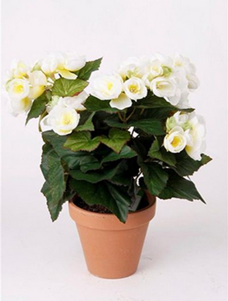 Begonien cremeweiß 14 cm | Begonia Kunstpflanze imTopf