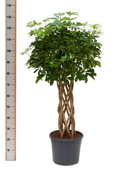 Schefflera arboricola 120 cm