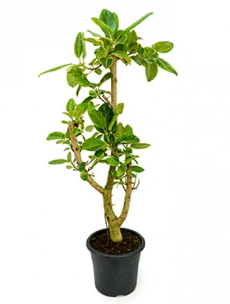 Ficus benghalensis 150cm