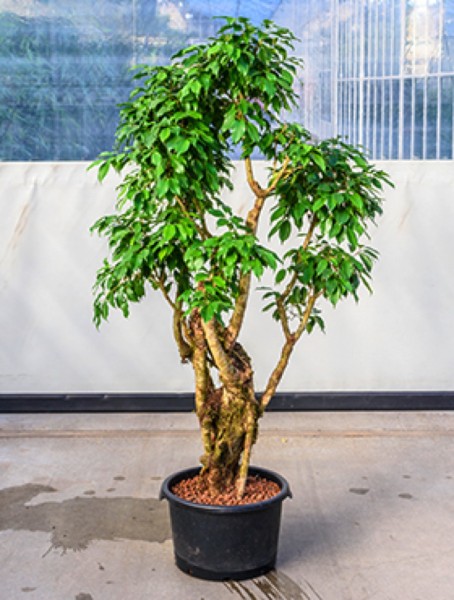 Ficus benjamina columnar - Birkenfeige verzweigt