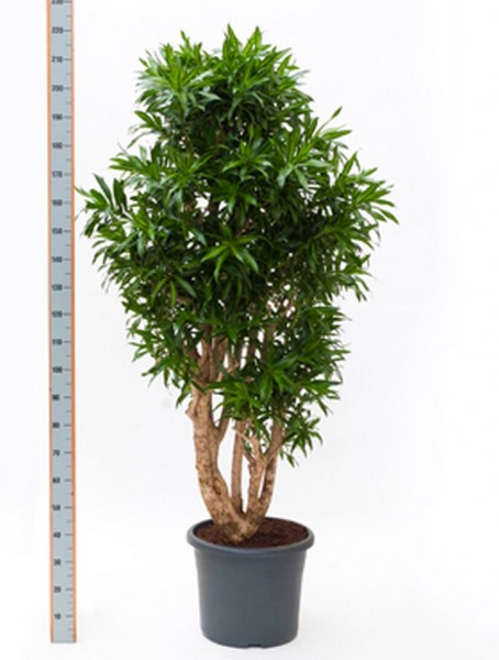 Pleomele song of jamaica 180 cm - Drachenbaum Verzweigt
