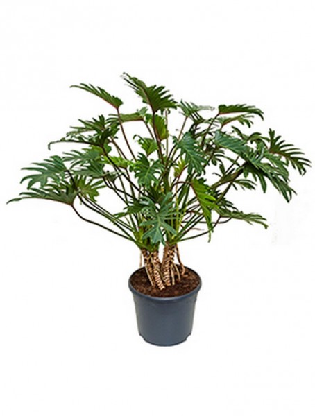 Philodendron xanadu 70 cm