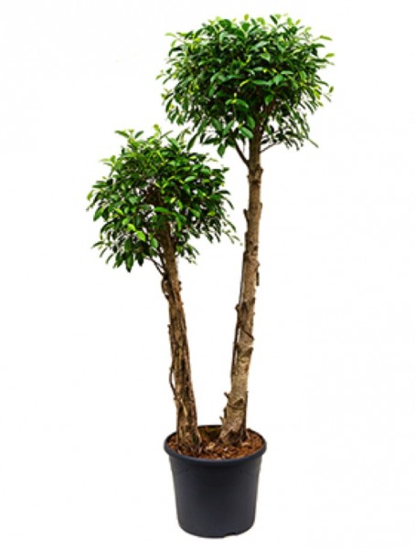 Ficus nitida 170cm 2er-Stamm