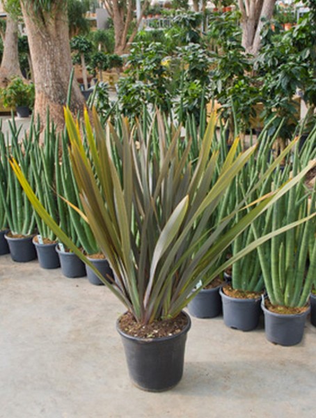 Phormium tenax atropurpureum 100cm