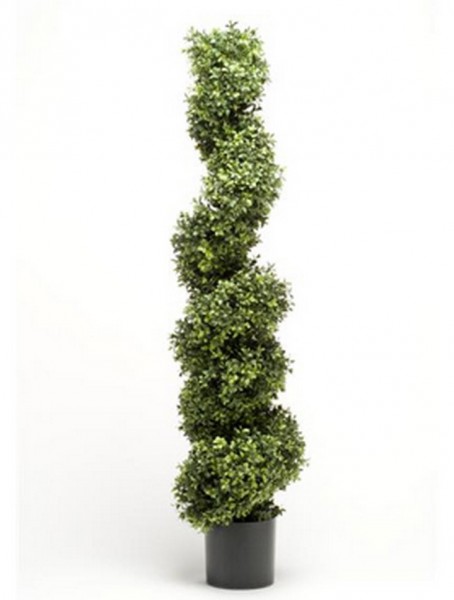 Boxwood 150 cm l Buchsbaum Spirale