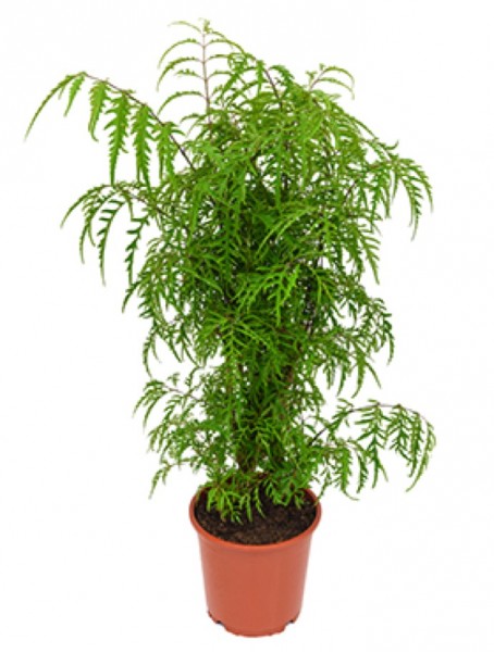Aralia filicifolia 110cm