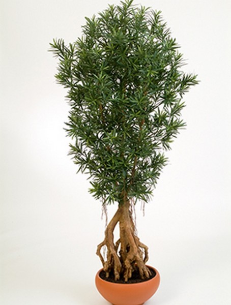 Podocarpus 180 cm - Kunstbaum