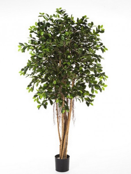 Ficus retusa | Kunstbaum
