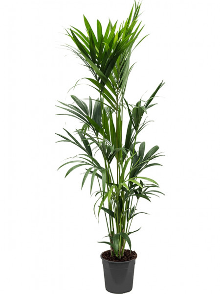 Kentia forsteriana 140 cm