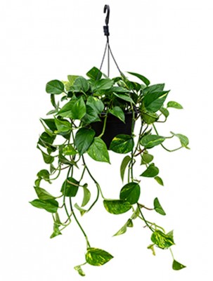Hedera helix wonder Ampel | Die - Palme  Palmenmarkt