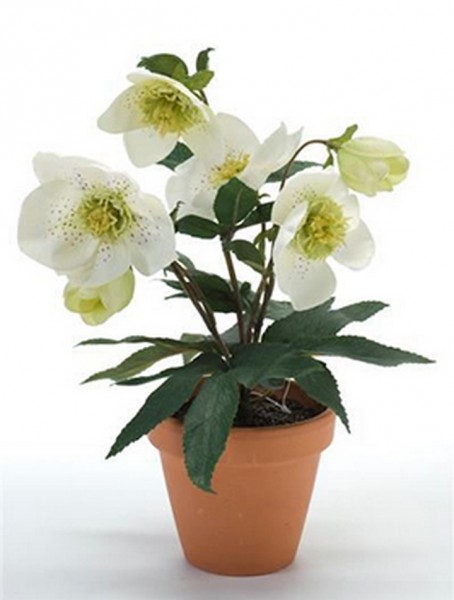Helleborus creme weiß 11 cm | Christrosen Kunstpflanze im Topf
