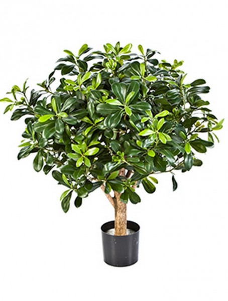 Pittosporum treeball 65 cm - Kunstbaum