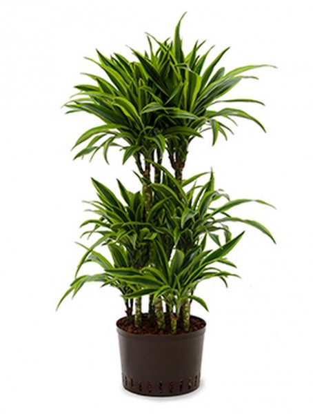 Dracaena lemon lime 100cm