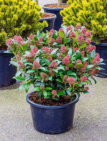 Skimmia japonica rubella 70 cm