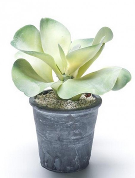 Kalanchoe Grey 12 cm | Kunstpflanze