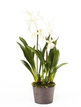 Oncidium Weiß 75 cm - Orchideen Kunstpflanze