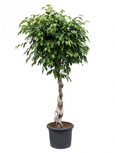 Ficus benjamina 180 cm | Birkenfeige Spirale