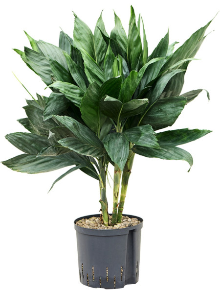 Chamaedorea metalica 70 cm - Hydrokultur