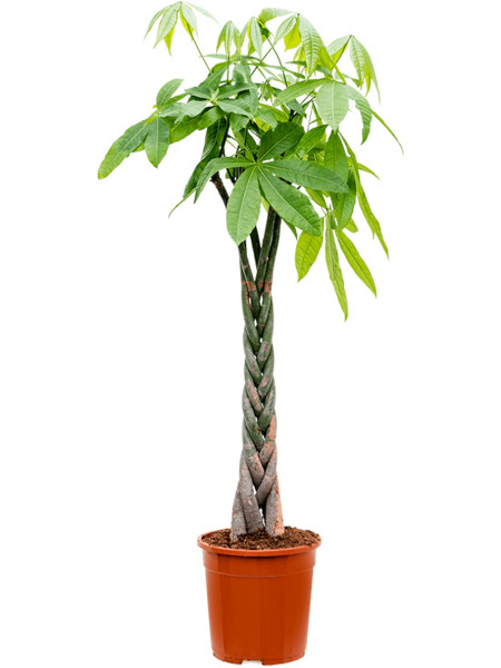 Pachira aquatica 130 cm - Glückkastanie geflochten