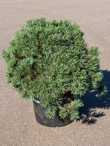 Pinus sylvestris watereri