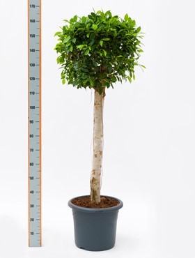 Ficus nitida 160 cm