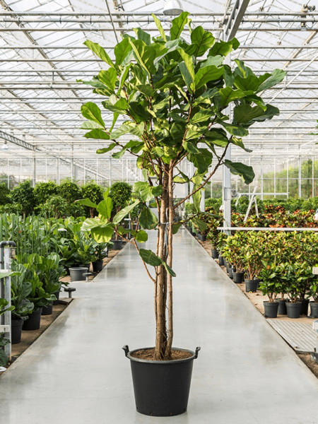 Ficus lyrata - Geigenfeige Multistamm 350 cm