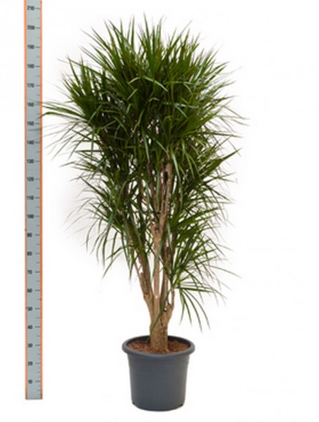 Dracaena marginata 180 cm