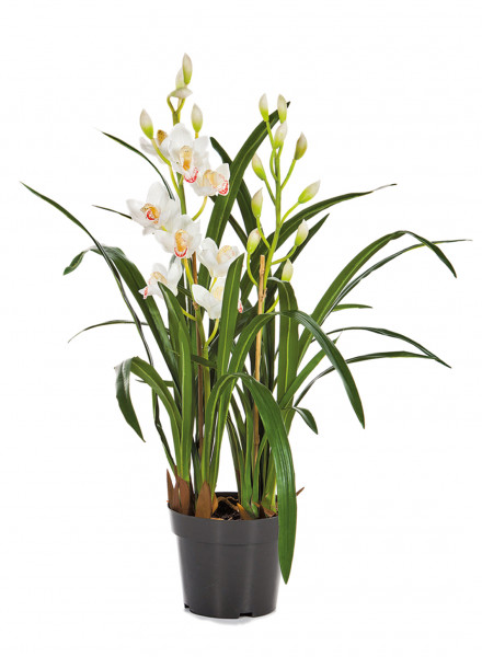 Cymbidium weiß 80 cm | Orchideen Kunstpflanze