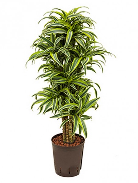 Dracaena surprise | Drachenbaum 85 cm